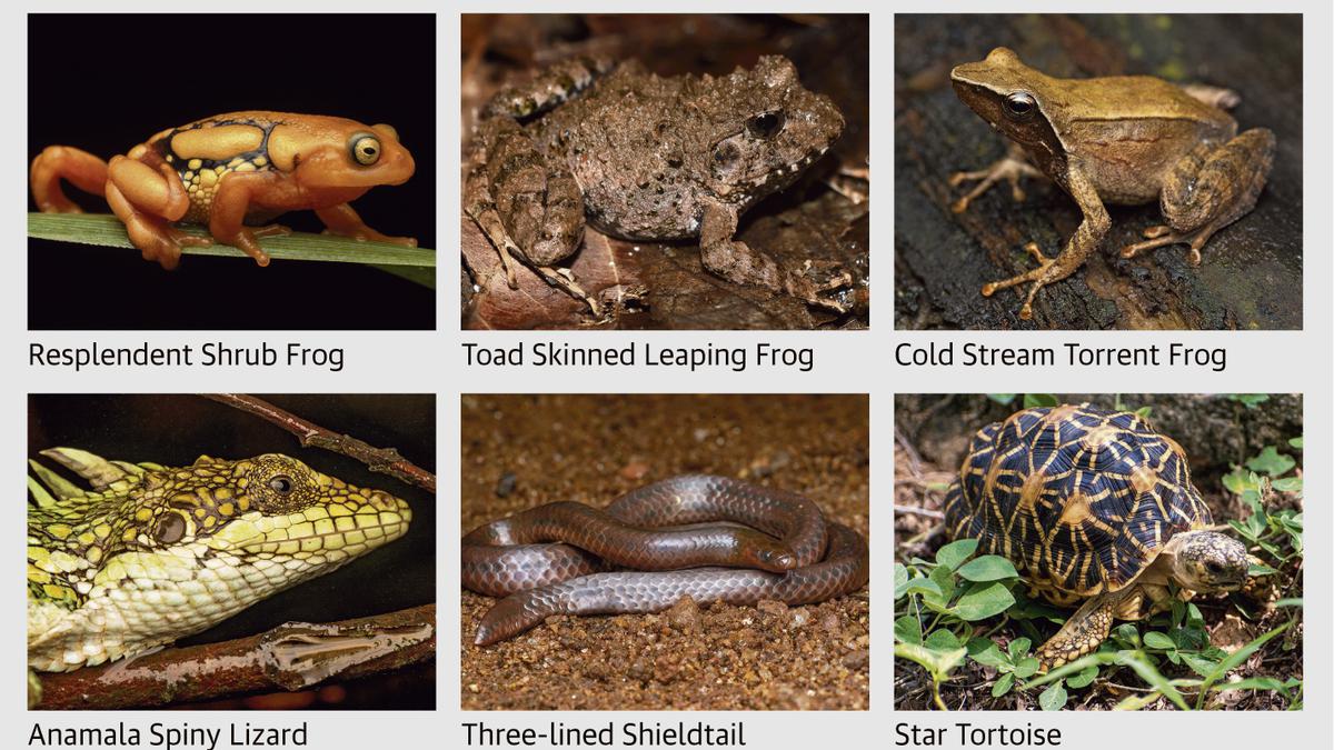 Herpetofauna survey records presence of 60 species of amphibians, 74